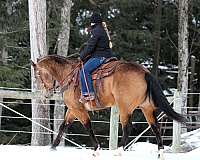 working-cattle-quarter-horse