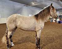 breeding-rocky-mountain-horse