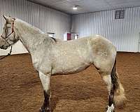 dappled-rocky-mountain-horse