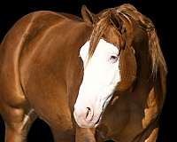 athletic-quarter-horse