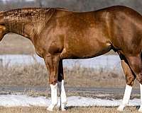 calf-roping-quarter-horse