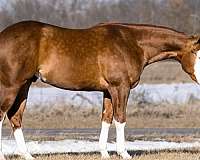 dressage-quarter-horse