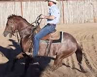 calf-roping-quarter-horse