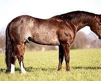 performance-quarter-horse