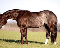 ranch-versatility-quarter-horse