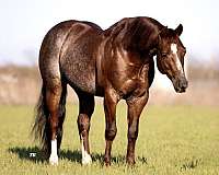 ranch-work-quarter-horse