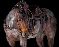 calf-roping-quarter-horse