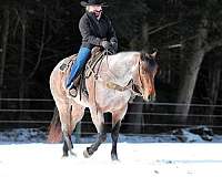 ranch-versatility-quarter-horse