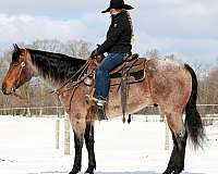 ridden-english-quarter-horse