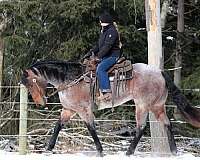 roping-quarter-horse