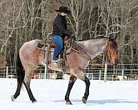 show-quarter-horse