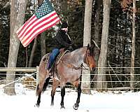 trail-riding-quarter-horse