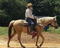 quarter-horse-gelding