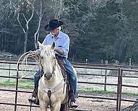 quarter-horse-for-sale