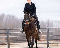 athletic-quarter-horse