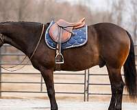 husband-safe-quarter-horse