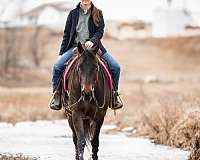 ridden-western-quarter-horse