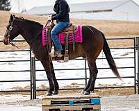 working-cattle-quarter-horse