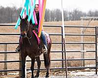 bay-quarter-horse-gelding