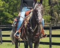 beginner-appaloosa-horse