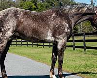 athletic-appaloosa-horse