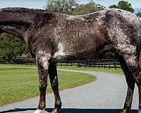 lesson-appaloosa-horse