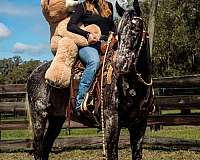 ranch-work-appaloosa-horse