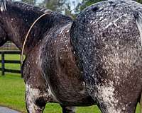 ridden-english-appaloosa-horse