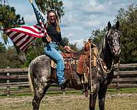 ridden-western-appaloosa-horse