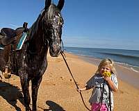 show-appaloosa-horse