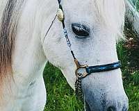 double-registered-therapy-miniature-pony