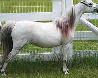 grey-white-miniature-pony-mare-broodmare