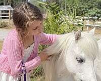 grey-white-double-registered-therapy-pony