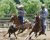 fairgrounds-paint-horse