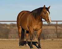 athletic-quarter-horse