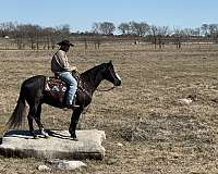 calf-roping-quarter-horse