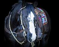 athletic-quarter-horse