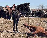 husband-safe-quarter-horse