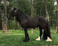 friesian-pony-for-sale