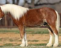 driving-haflinger-horse