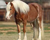 flashy-haflinger-horse