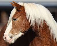 husband-safe-haflinger-horse