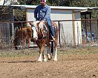 parade-haflinger-horse