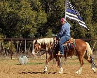 ranch-work-haflinger-horse