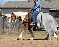 show-haflinger-horse