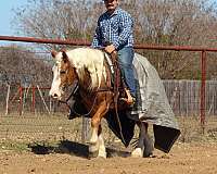 team-driving-haflinger-horse