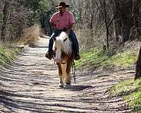 trail-riding-haflinger-horse