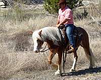 sorrel-haflinger-gelding