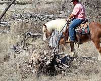 working-cattle-haflinger-horse