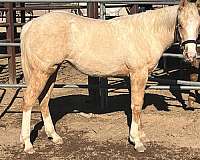 shawne-bug-quarter-horse